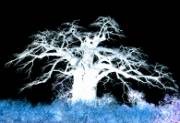 LES ARBRES